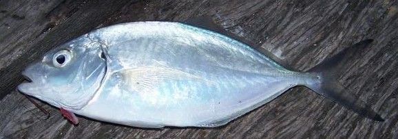 File:Silver trevally.jpg