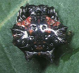 File:Thelacantha brevispina female 5 - Tanikawa.jpg