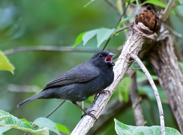 File:Tiaris fuliginosus -Piraju, Sao Paulo, Brazil-8.jpg