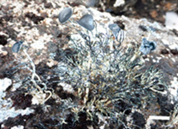 File:Usnea taylorii.png