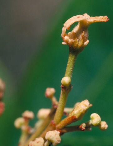 File:Whyanbeelia terrae-reginae female.jpg