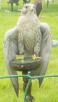 File:Aa saker female.jpg