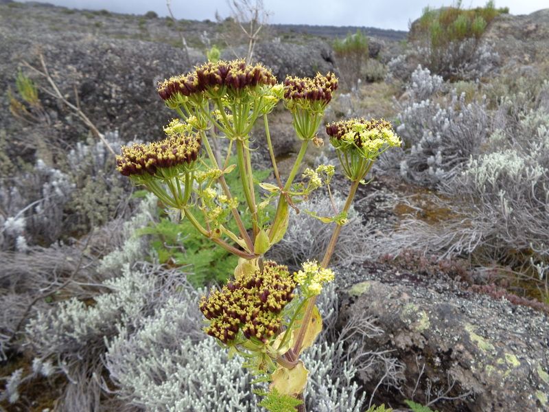 File:Afrosciadium kerstenii (53273).jpg