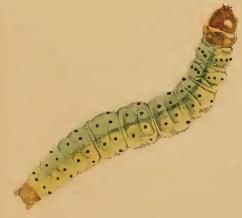 File:Agonopterix parilella larva.JPG