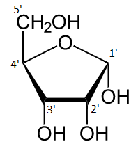 File:Alpha-D-Ribofuranose numbered.png