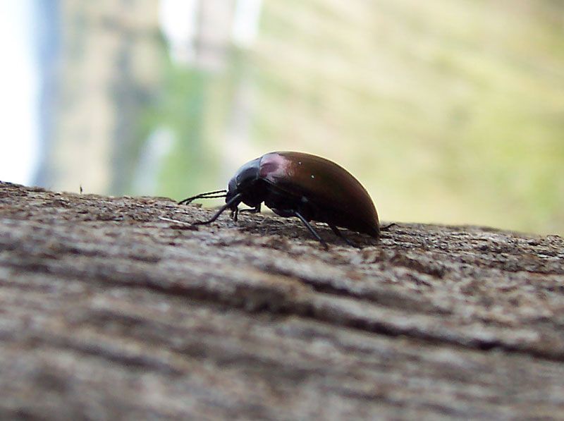 File:Beetle.jpg