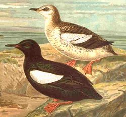 File:Blackguillemot44.jpg