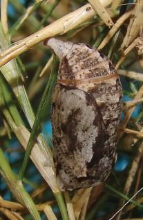 File:Calisto smintheus Pupa, lateral view.JPG