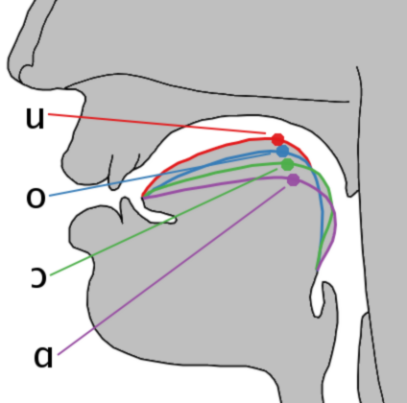 File:Cardinal vowel tongue position-back.png