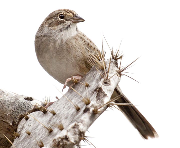 File:Cassin's Sparrow, Peucaea cassinii.jpg