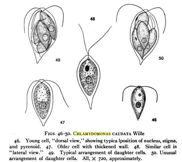 File:Chlamydomonas caudata.JPG