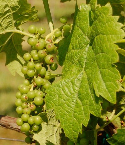 File:Close up Seyval blanc grape and leaf.png