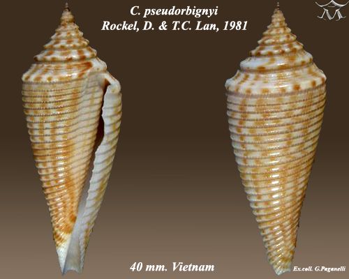 File:Conus pseudorbignyi 1.jpg