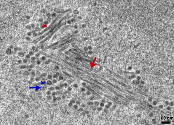 File:Crop mpyv erickson 2012 plospathogens.png