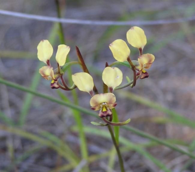 File:Diuris recurva.jpg