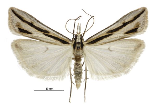 File:Eudonia trivirgata male.jpg