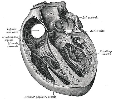 File:Gray internal structure of heart.png