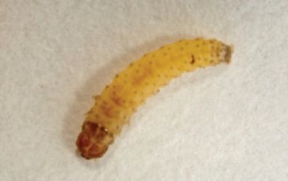 File:Leucinodes laisalis larva early instar.jpg