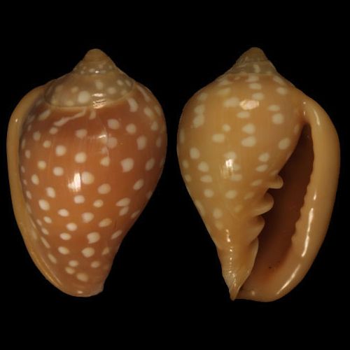 File:Marginella goodalli 001.jpg