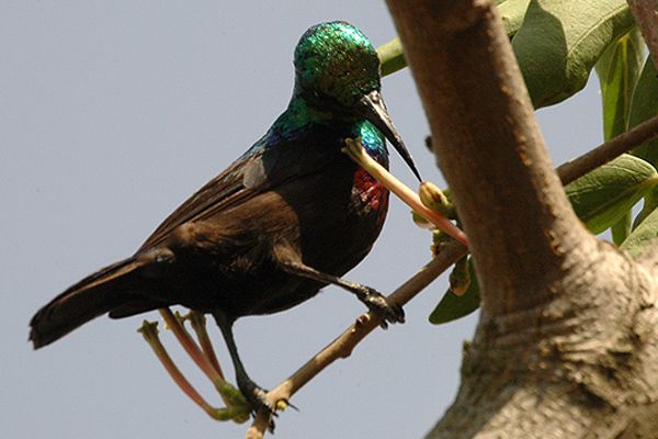 File:Maricosunbird.jpg