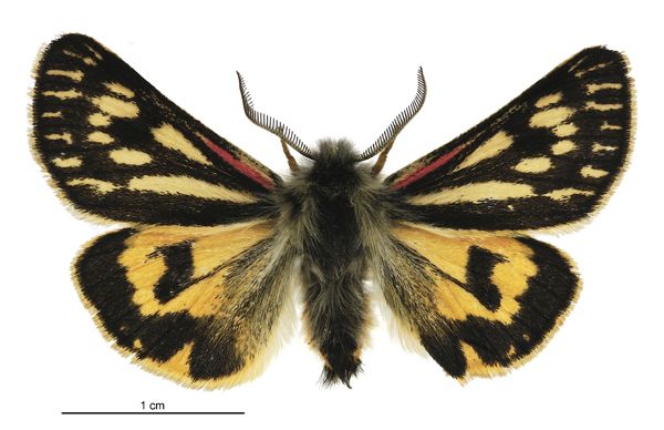 File:Metacrias huttoni male.jpg