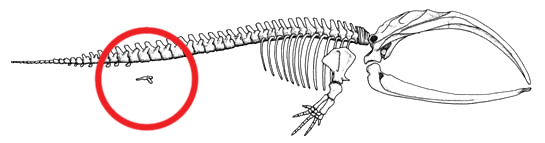 File:Mystice pelvis (whale).png