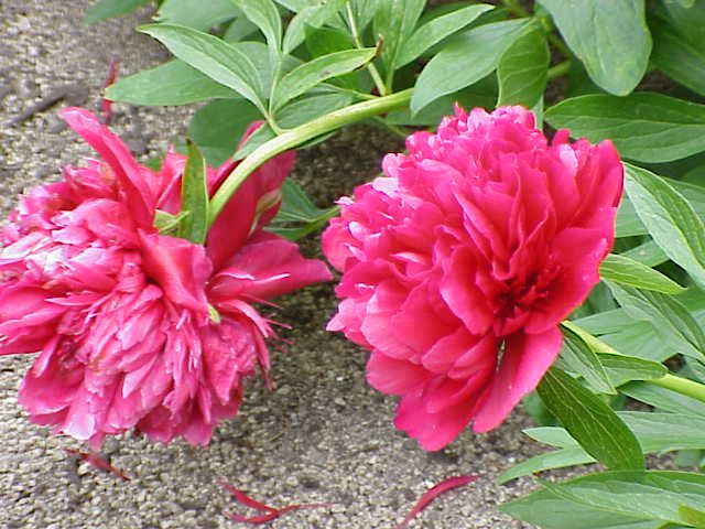 File:Paeonia officinalis officinalis0.jpg