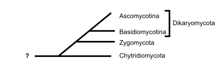 File:Phylogenetic tree of True Fungi.png