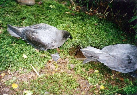 File:Providence Petrels Mt Gower.jpg