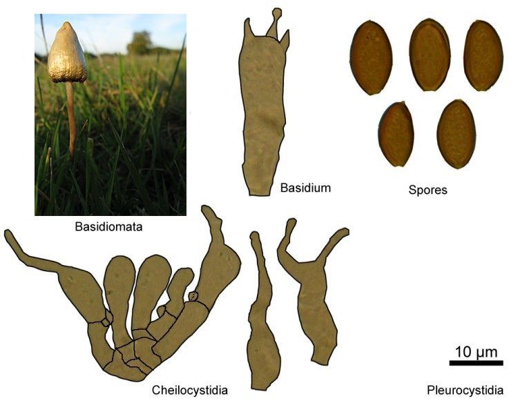 File:Psilocybe semilanceata 73941.jpg