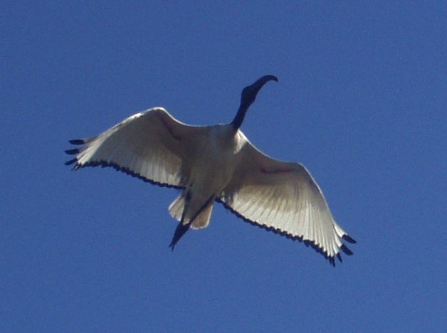 File:Sacred ibis flying above Rondevlei Nature Reserve.jpg