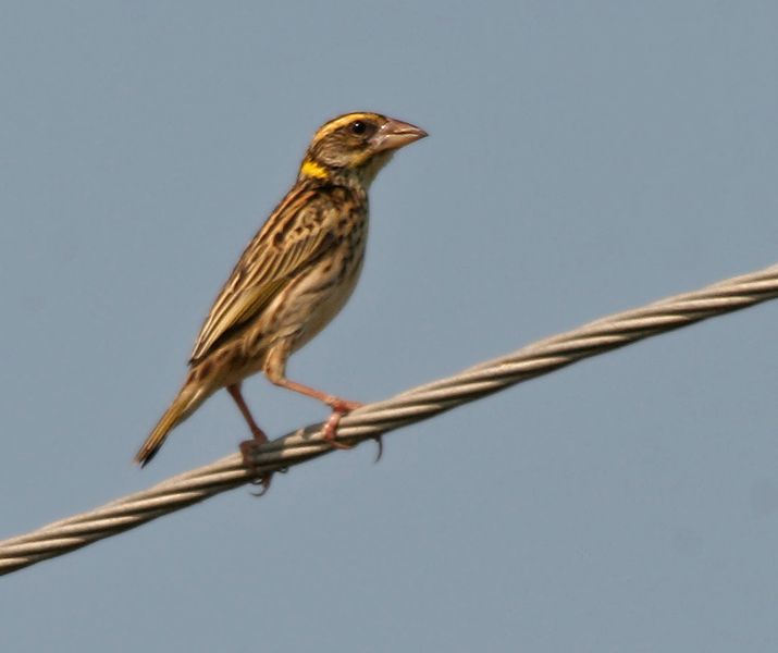 File:Streaked Weaver (Ploceus manyar) W IMG 6847.jpg