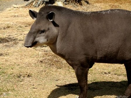 File:Tapirus terrestris.jpg