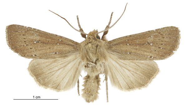 File:Tmetolophota phaula male.jpg