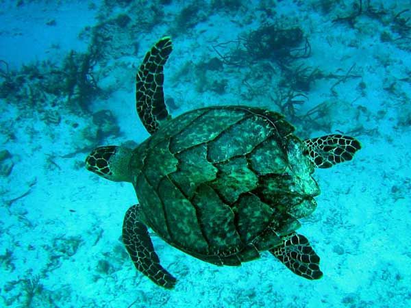 File:Tortue imbriqueeld4.jpg