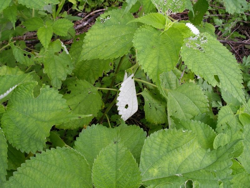 File:Vanessa indica larva nest.jpg