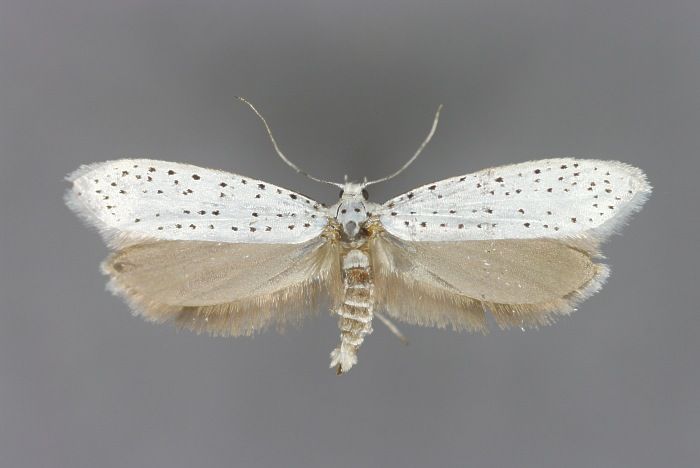 File:Yponomeuta evonymella E-MK-1-3111a.jpg