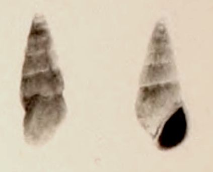 File:Zebinella degrangei 001.jpg