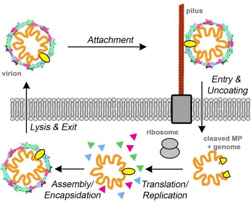 File:1-s2.0-S0022283615006762-gr1-C.jpg