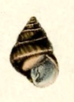 File:Amastra melanosis 001.jpg