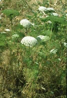 File:Ammi crinitum.jpg