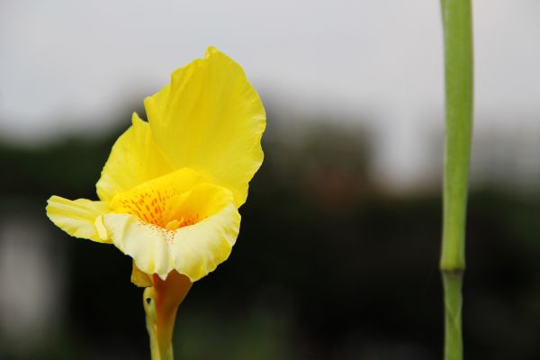 File:Canna indica var. flava (11).jpg