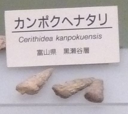 File:Ceruthidea kanpokuensis.jpg