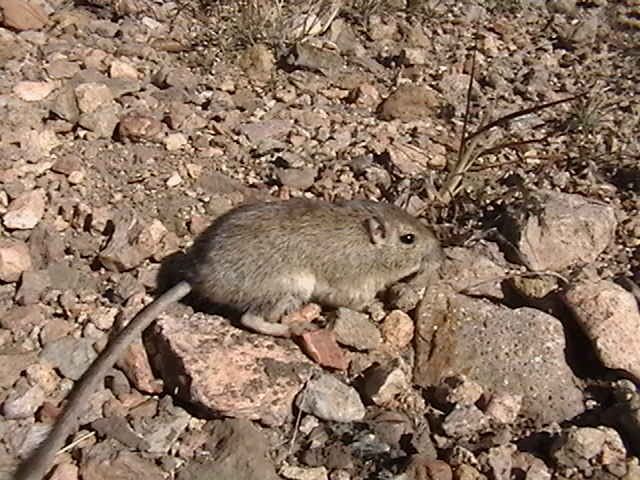 File:Chaetodipus intermedius intermedius 351159.jpg