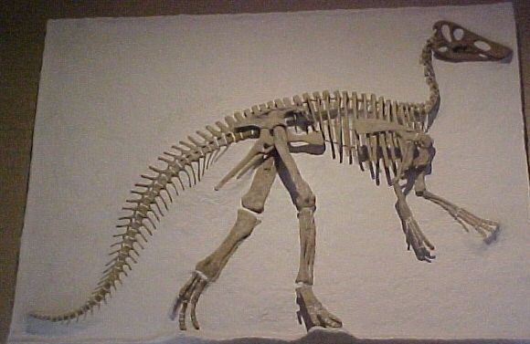 File:Claosaurus yale.JPG