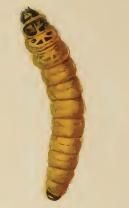 File:Coleophora caespititiella larva.JPG