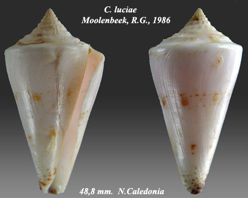 File:Conus luciae 1.jpg