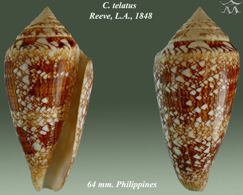 File:Conus telatus 2.jpg