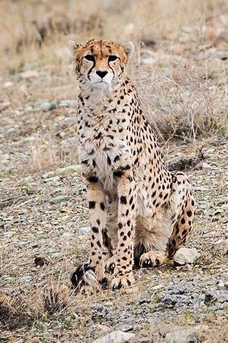 File:Delbar (Iranian Cheetah) 01 (cropped).jpg