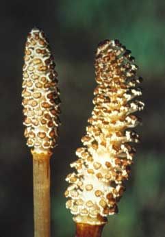 File:Equisetum arvense strobili.jpg